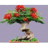 Royal Poinciana seeds (Delonix regia) | β¬2.45