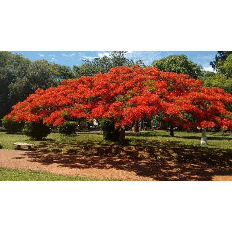 Price: €2.45 - Graines de Flamboyant (Delonix regia) - 