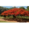 Price: €2.45 - Graines de Flamboyant (Delonix regia) - 