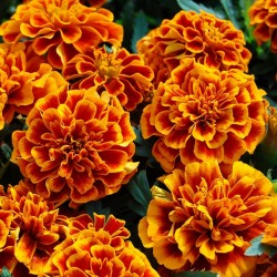 Price: €1.45 - Ringblomma Frön - 