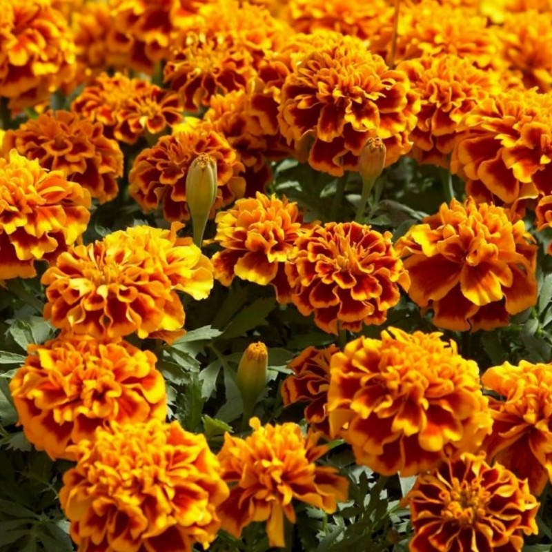 Price: €1.45 - Semi di Tagete, Garofano d'India, Puzzolina - 