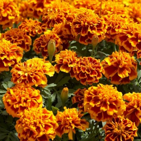 Price: €1.45 - Semi di Tagete, Garofano d'India, Puzzolina -