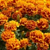 Price: €1.45 - Semi di Tagete, Garofano d'India, Puzzolina - 