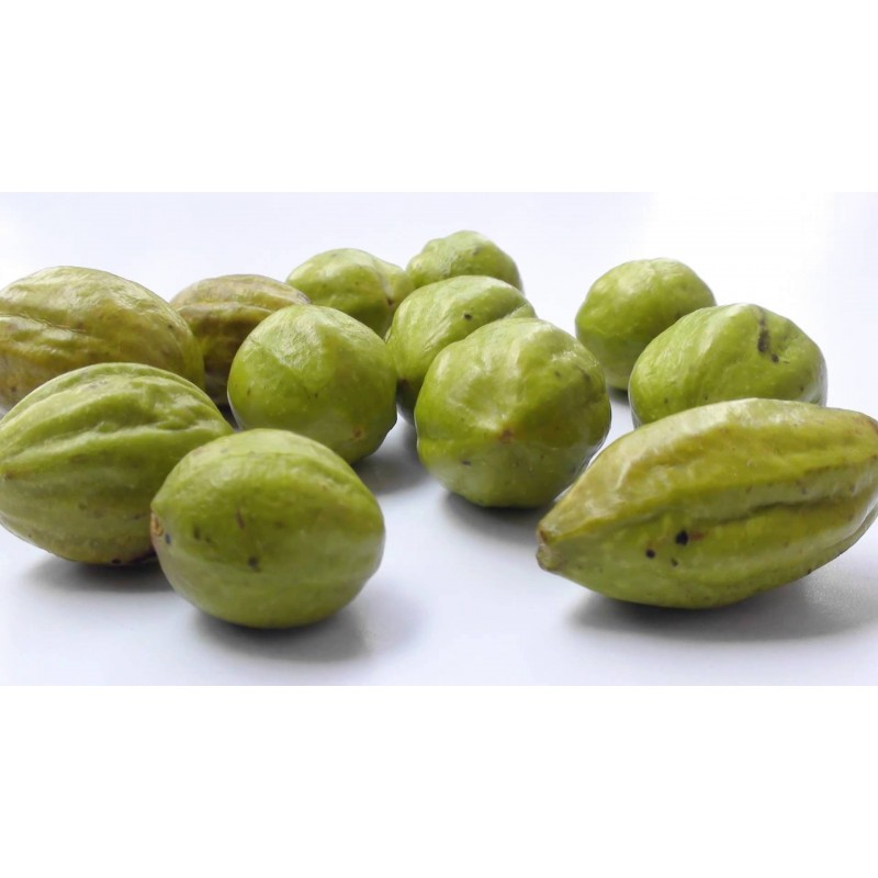 Price: €4.95 - Graines de Cadou, Myrobalan Noir (Terminalia chebula) - 