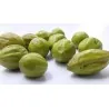 King of medicinal herbs Myrobalan Seeds (Terminalia chebula)