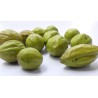 Price: €4.95 - Graines de Cadou, Myrobalan Noir (Terminalia chebula) - 