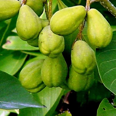 Semi di Haritaki, il "Re delle medicine" (Terminalia chebula)