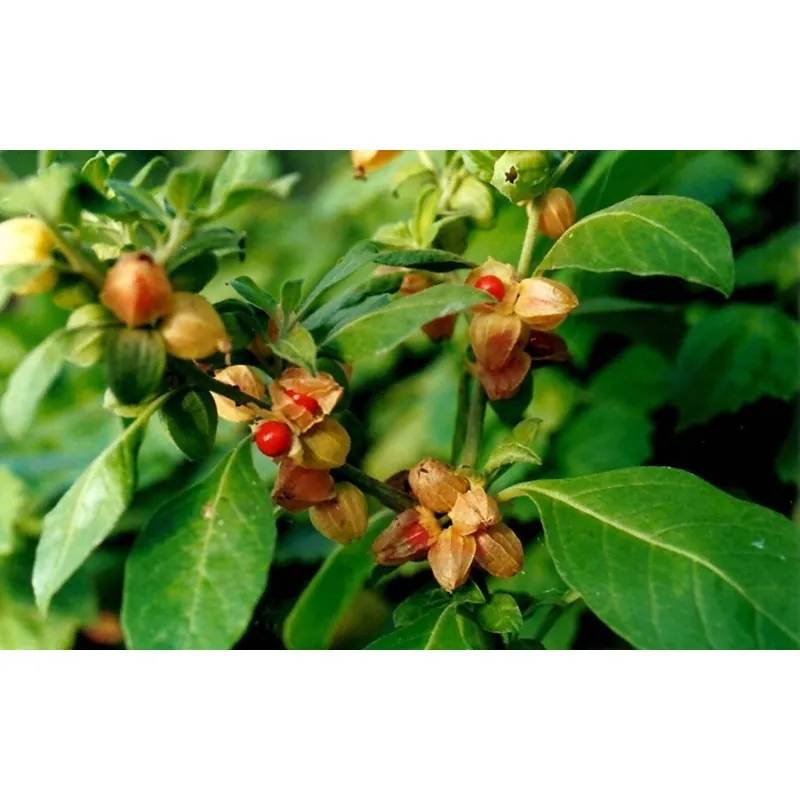Ashwagandha - Indian Ginseng Seeds