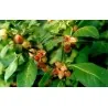 Ashwagandha - Indian Ginseng Seeds