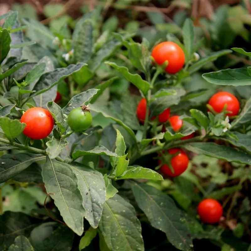 Indischer Ginseng, Ashwagandha Samen
