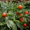 Indischer Ginseng, Ashwagandha Samen