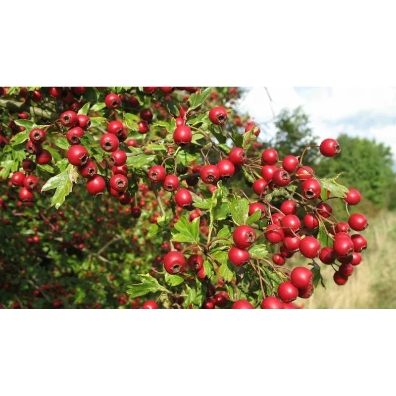 Ashwagandha - Indian Ginseng Seeds
