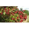 Indischer Ginseng, Ashwagandha Samen
