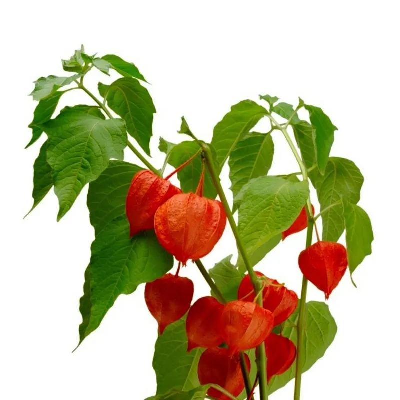 Ashwagandha - Indian Ginseng Seeds