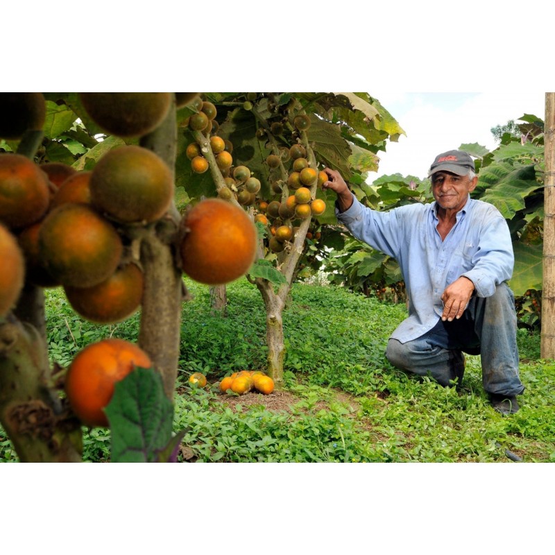 Price: €1.95 - Semi di Naranjilla - Lulo (Solanum quitoense) - 