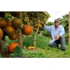 Price: €1.95 - Semi di Naranjilla - Lulo (Solanum quitoense) - 