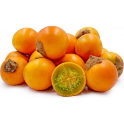 Price: €1.95 - Naranjilla Frö (Solanum quitoense) - 