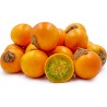 Price: €1.95 - Semi di Naranjilla - Lulo (Solanum quitoense) - 
