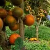 Naranjilla Lulo Seme (Solanum quitoense)