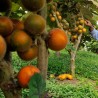 Price: €1.95 - Semi di Naranjilla - Lulo (Solanum quitoense) - 