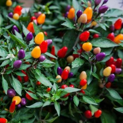 Price: €1.45 - Fröer Chili 'Aurora' - Seeds Gallery