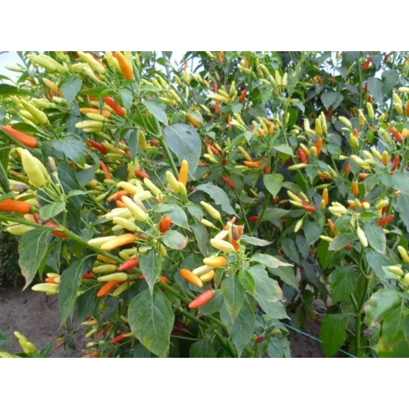 Semillas de Chile Tabasco