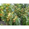 Chili Tabasco Seeds