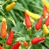 Semillas de Chile Tabasco