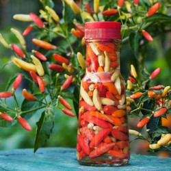 Price: €2.15 - Semillas de Chile Tabasco - Seeds Gallery