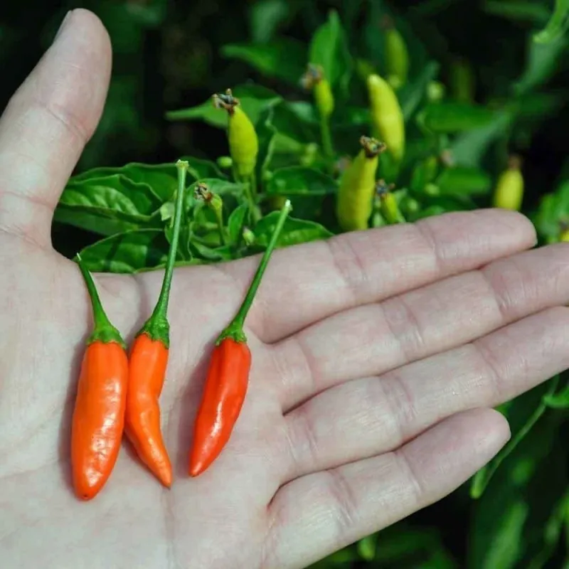 Chili Tabasco Seeds