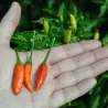 Sementes De Pimenta Tabasco