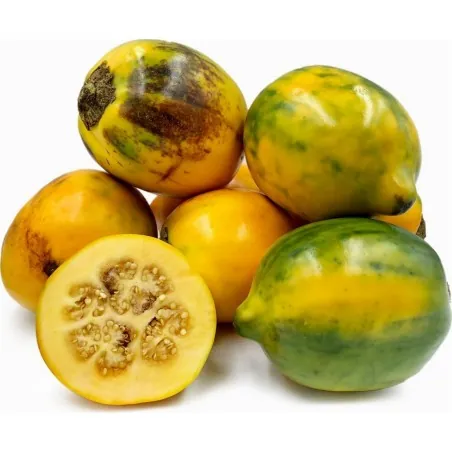 Tarambulo - Dlakavi patlidžan Seme (Solanum ferox)