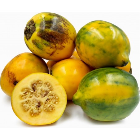 Price: €2.25 - Tarambulo - Hairy eggplant Seeds (Solanum ferox) - Unbranded