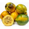 Price: €2.25 - Tarambulo - Hairy eggplant Seeds (Solanum ferox) - Unbranded