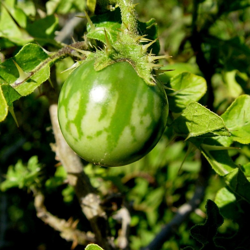 Sementes de Tomateiro-do-diabo (Solanum linnaeanum)