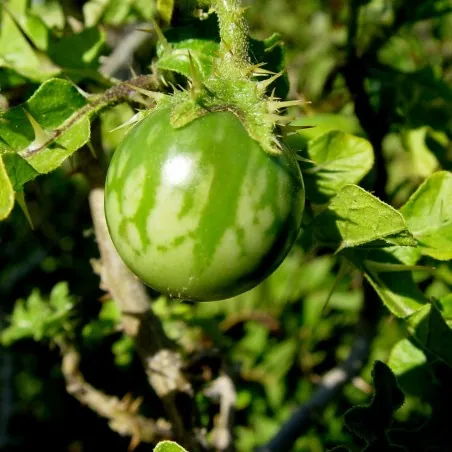 Sodomsapfel Samen (Solanum linnaeanum)