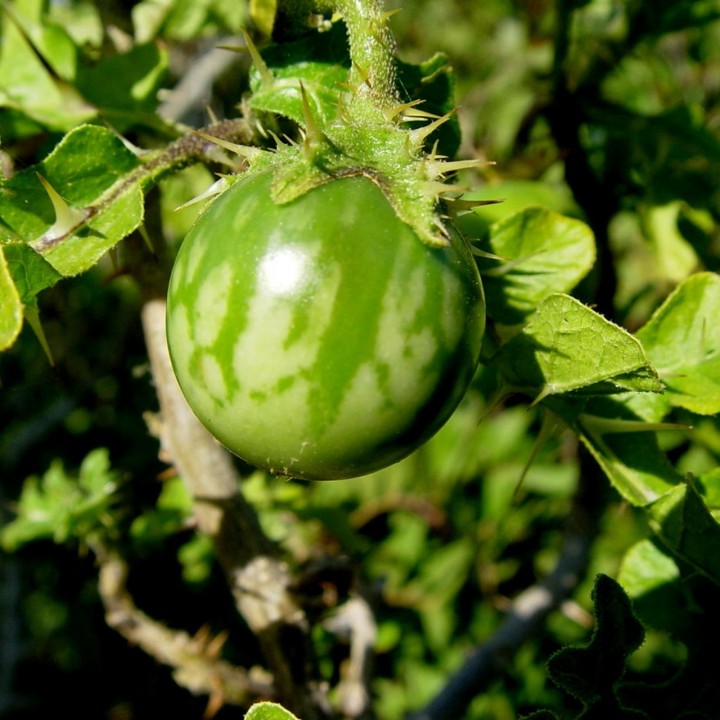 Nasiona Jabłko sodomskie (Solanum linnaeanum) - 1.755