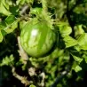 Sodomsapfel Samen (Solanum linnaeanum)