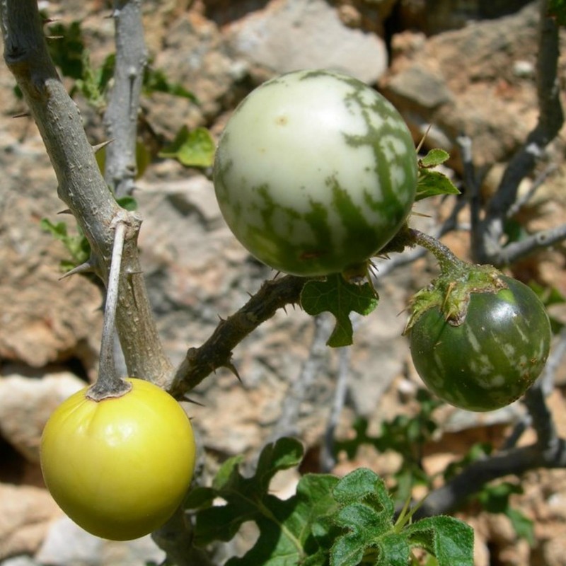 Sementes de Tomateiro-do-diabo (Solanum linnaeanum)