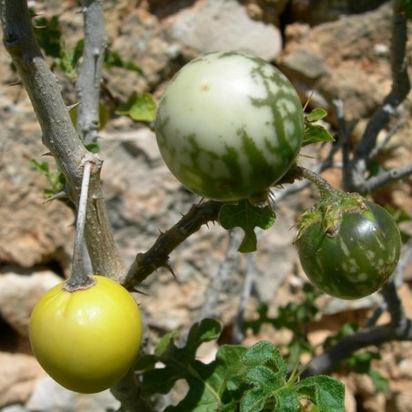 Sementes de Tomateiro-do-diabo (Solanum linnaeanum)