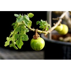 Devils Apple Fruit of Sodom Seeds (Solanum linnaeanum) 1.45 - 5