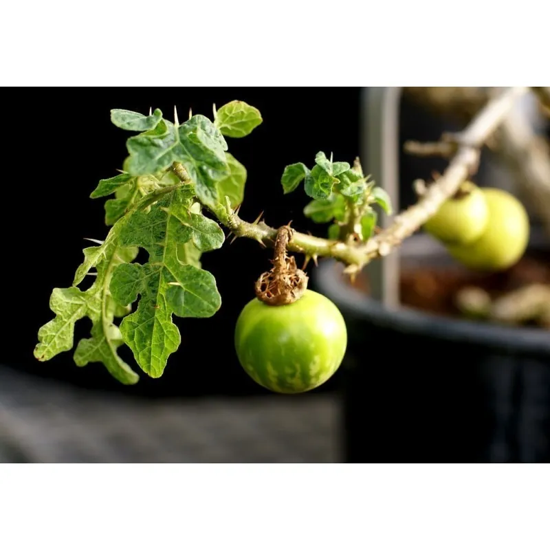 Sementes de Tomateiro-do-diabo (Solanum linnaeanum)