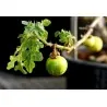 Graines de Pomme de Sodome (Solanum linnaeanum)