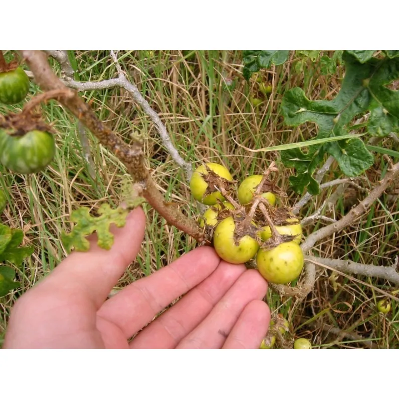 Semi di Pomo di Sodoma (Solanum linnaeanum)