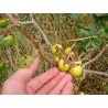 Sementes de Tomateiro-do-diabo (Solanum linnaeanum)