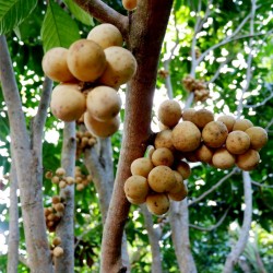 Longkong - Lansibaum Samen (Lansium domesticum) 4.95 - 2
