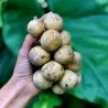 Longkong - Lansibaum Samen (Lansium domesticum)