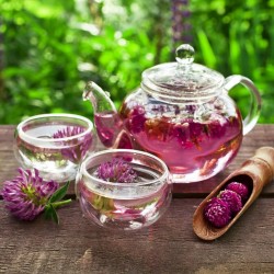 Gramíneas Ornamentais