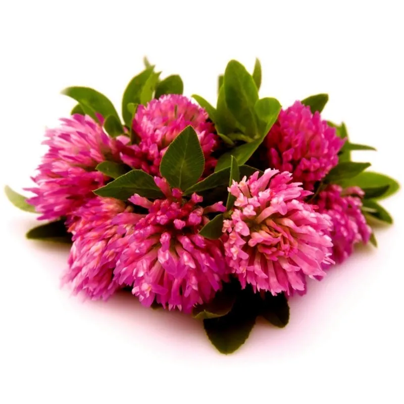 Essbare Wiesenklee, Rotklee Samen (Trifolium pratense)