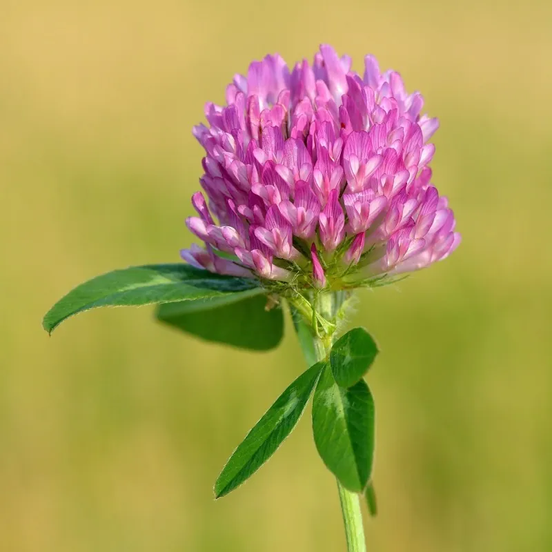 Edible Red Clover Seeds (Trifolium pretense)